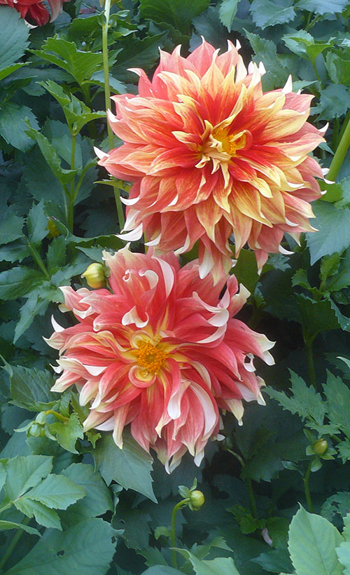 Clear Creek Dahlias Dahlia Gallery