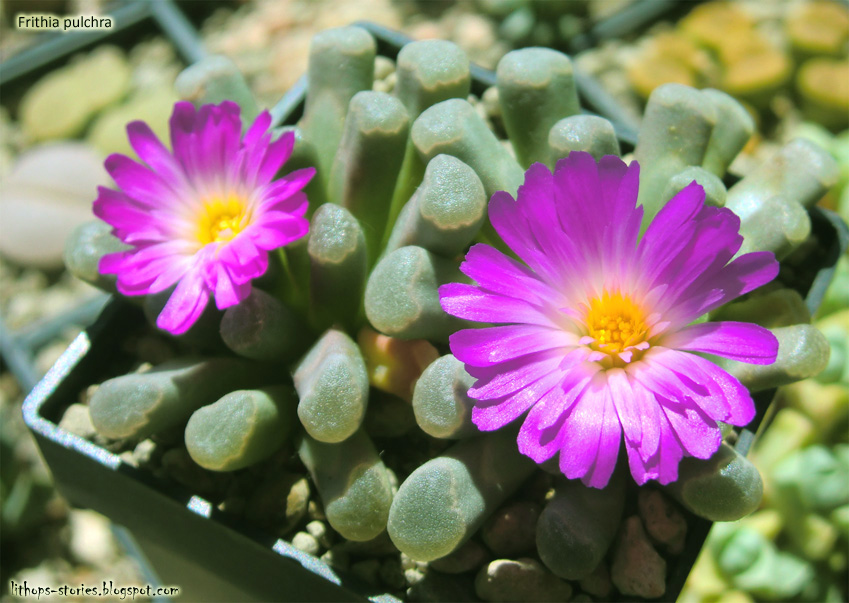 Frithia%2Bpulchra_307.jpg