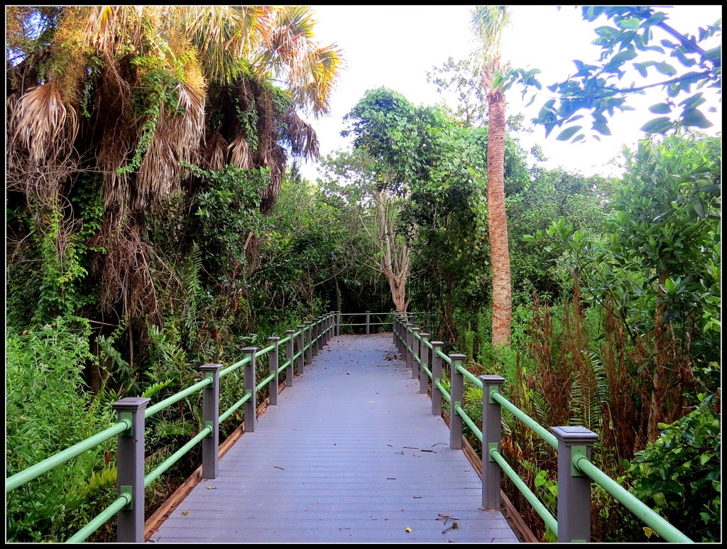 Bird Tweets The Shipley Trail along the Bailey Homestead Preserve