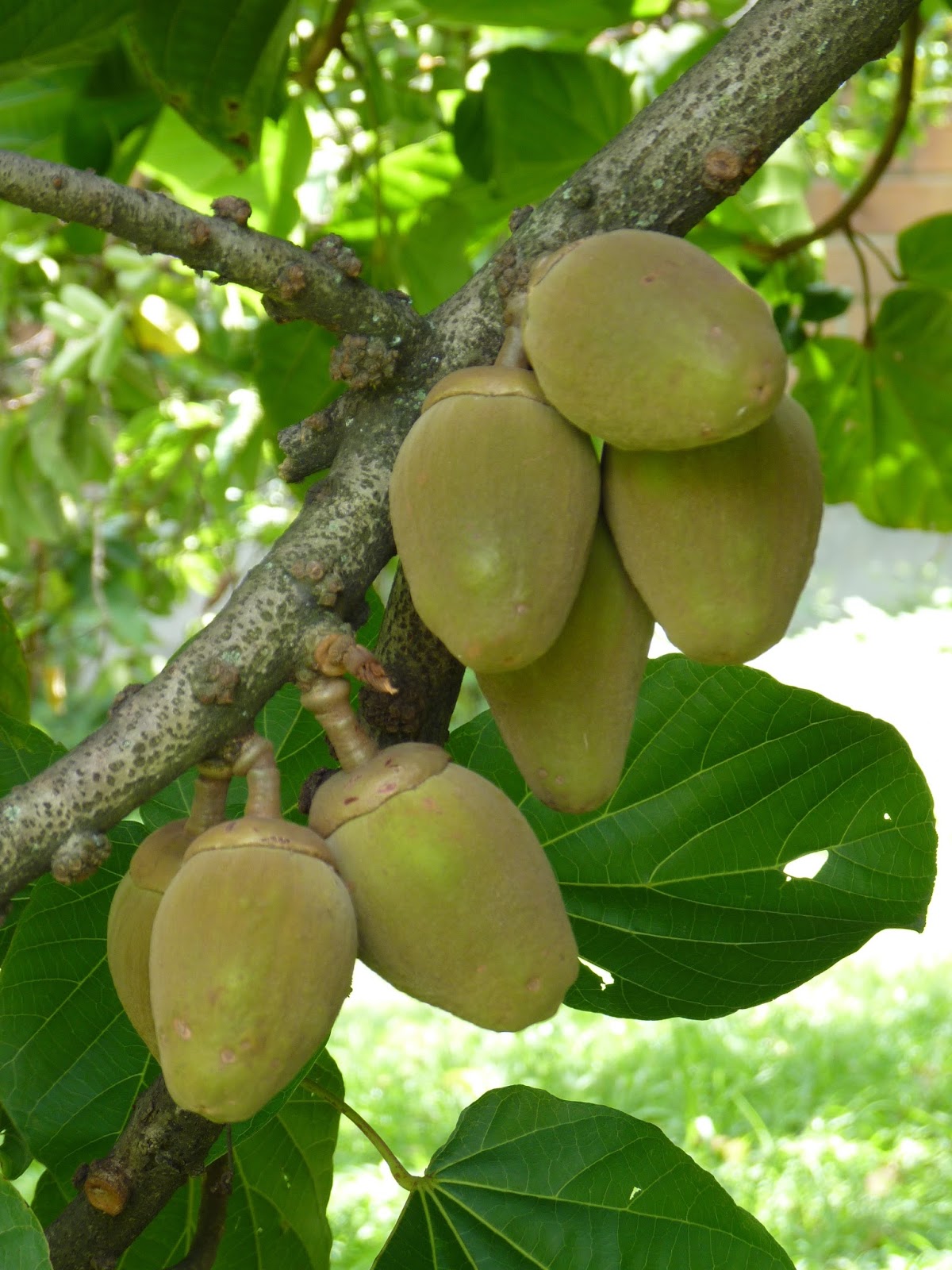 ARBORETUM ÁRBOLES FANTÁSTICOS, el Zapote