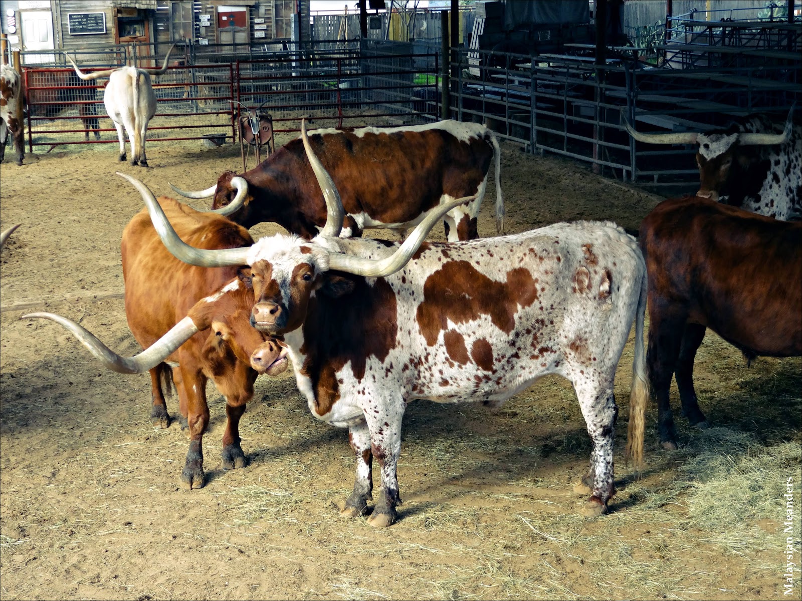 Malaysian Meanders Cattle Drive at the Fort Worth Stockyards