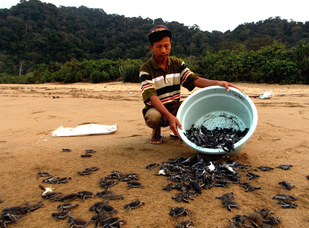 my other blue: Mengikuti Siklus Hidup Penyu di Meru Betiri