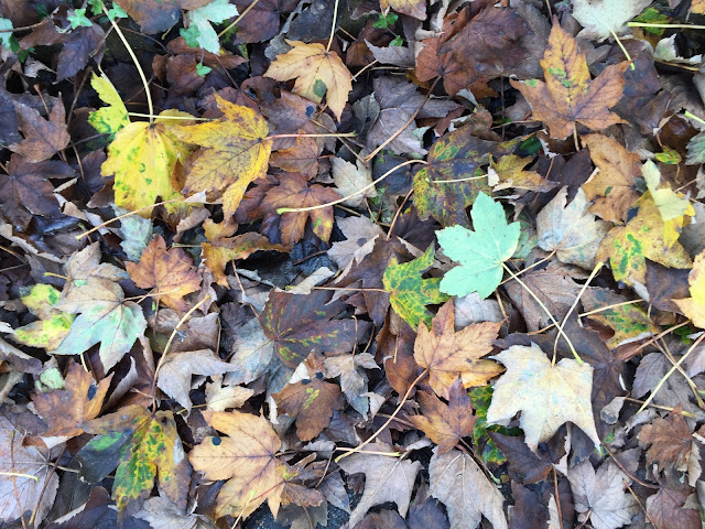 Sycamore leaf-fall. Hayes, 4 November 2015. Sycamore leaf-fall. Hayes, 4 November 2015.