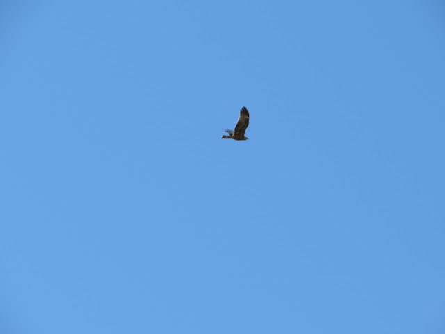 Black Kite - Gibraltar