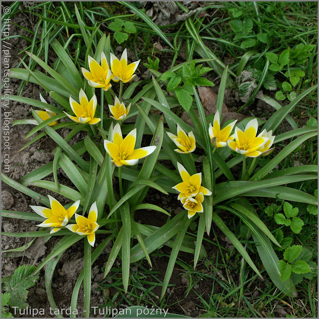 Tulipa tarda flowers - Tulipan późny kwiaty