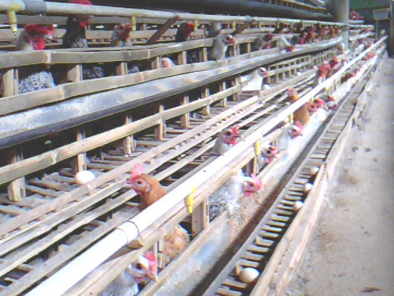 Memelihara ayam arab jenis petelur