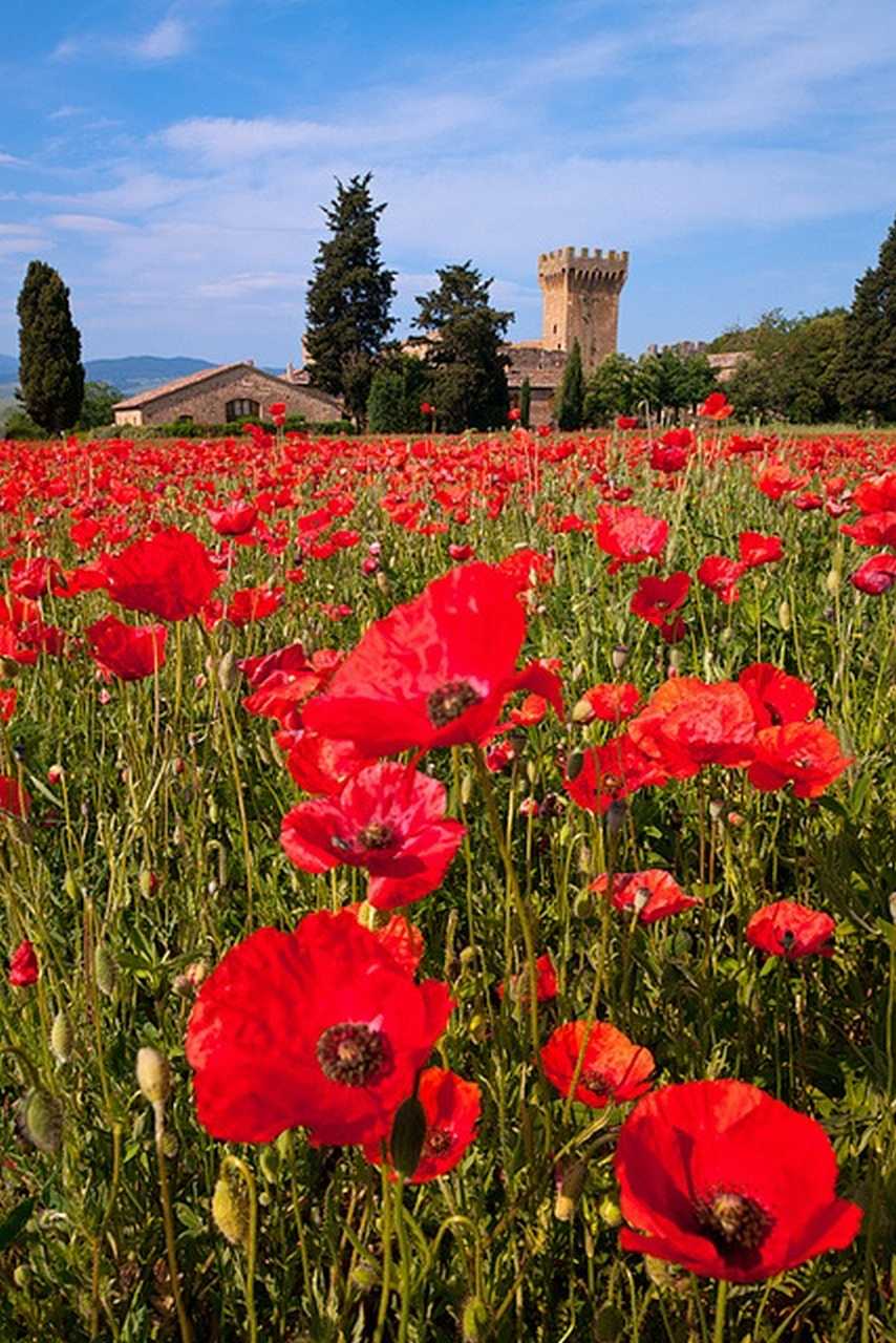 The Nicest Pictures: poppies, near Pienza in Tuscany, Italy