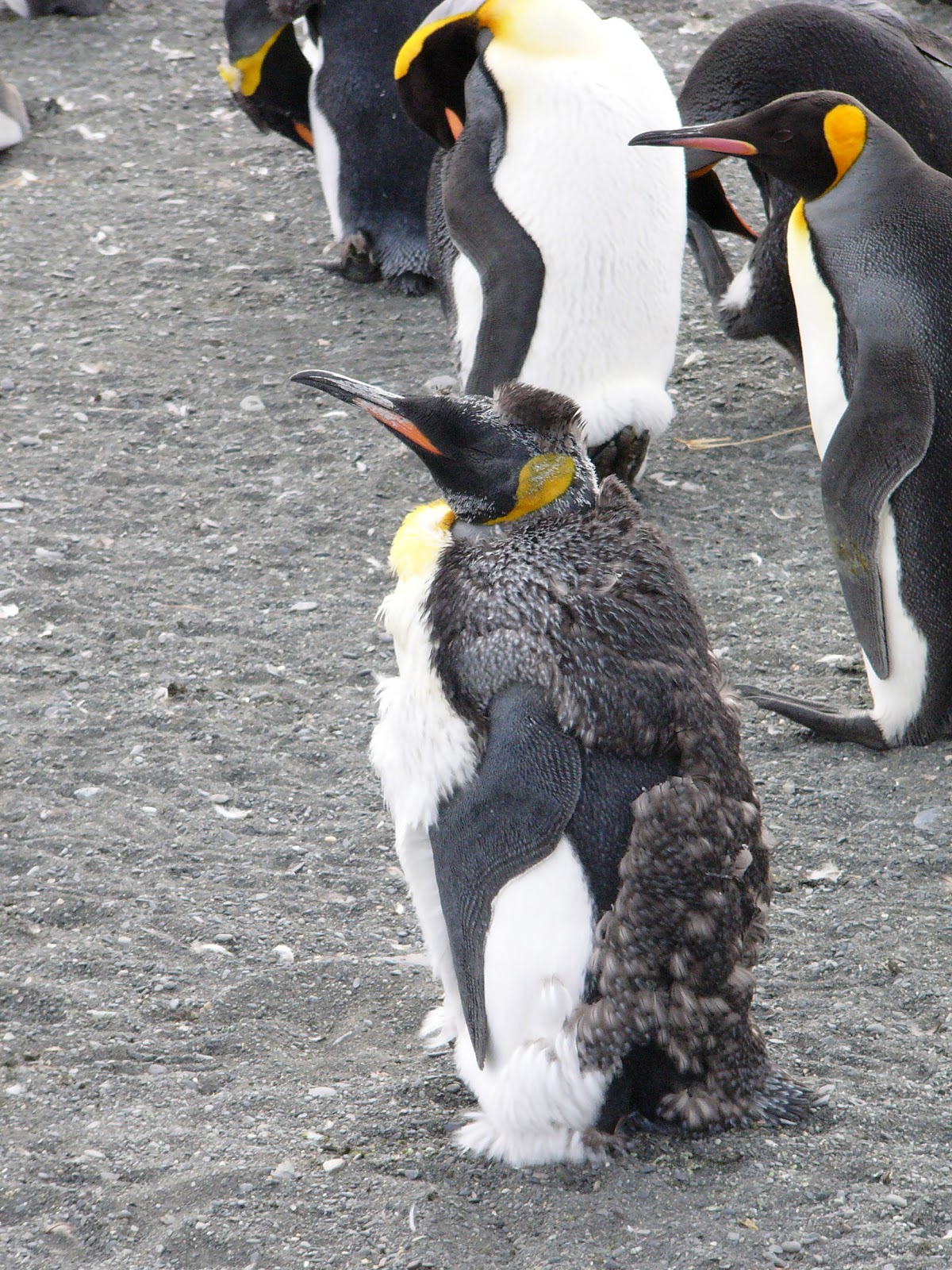 Penguin baby cute emperor fluffy animals Elephant's Child: Another Antarctic post