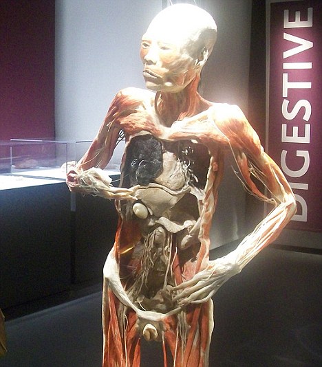 Body Revealed Exhibit