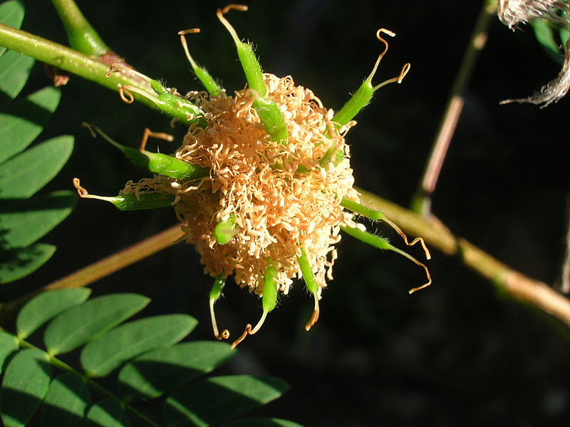 Recregarden LEUCAENA LEUCOCEPHALA