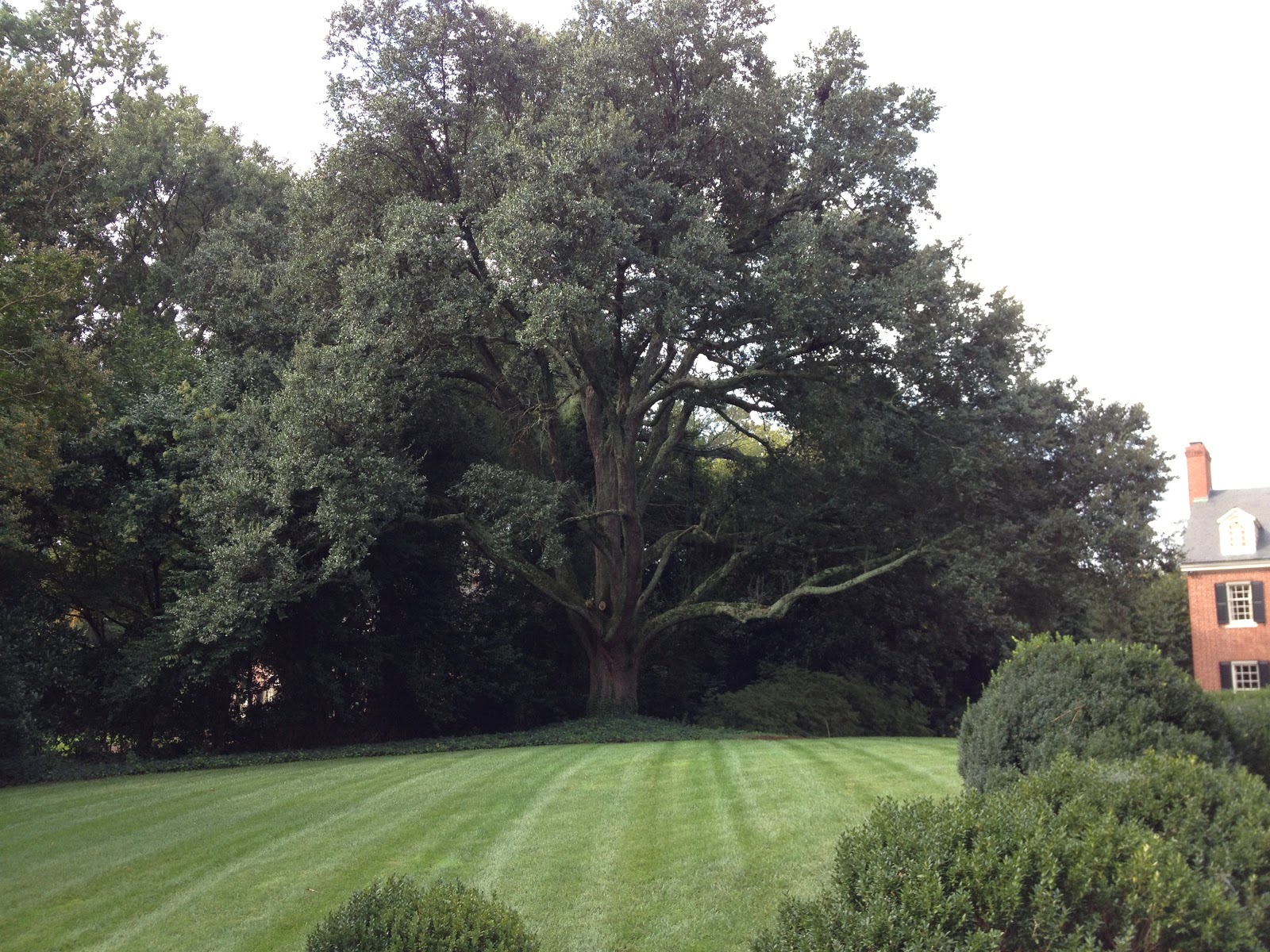 Charlotte, NC Trees Urban Foraging Common Local Fruit Trees