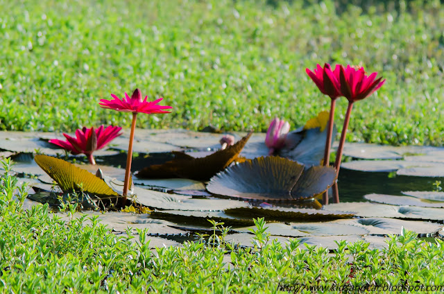 red lily flowers in pond