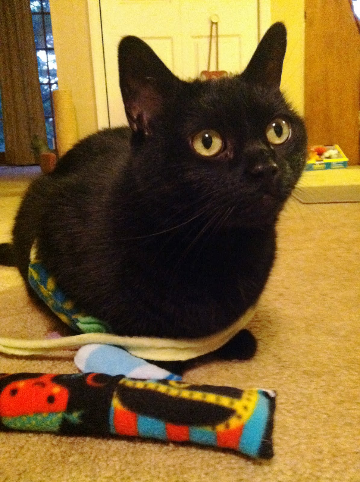 Catsparella Luna's Apawthecary Review & Halloween Cat Bed Giveaway!