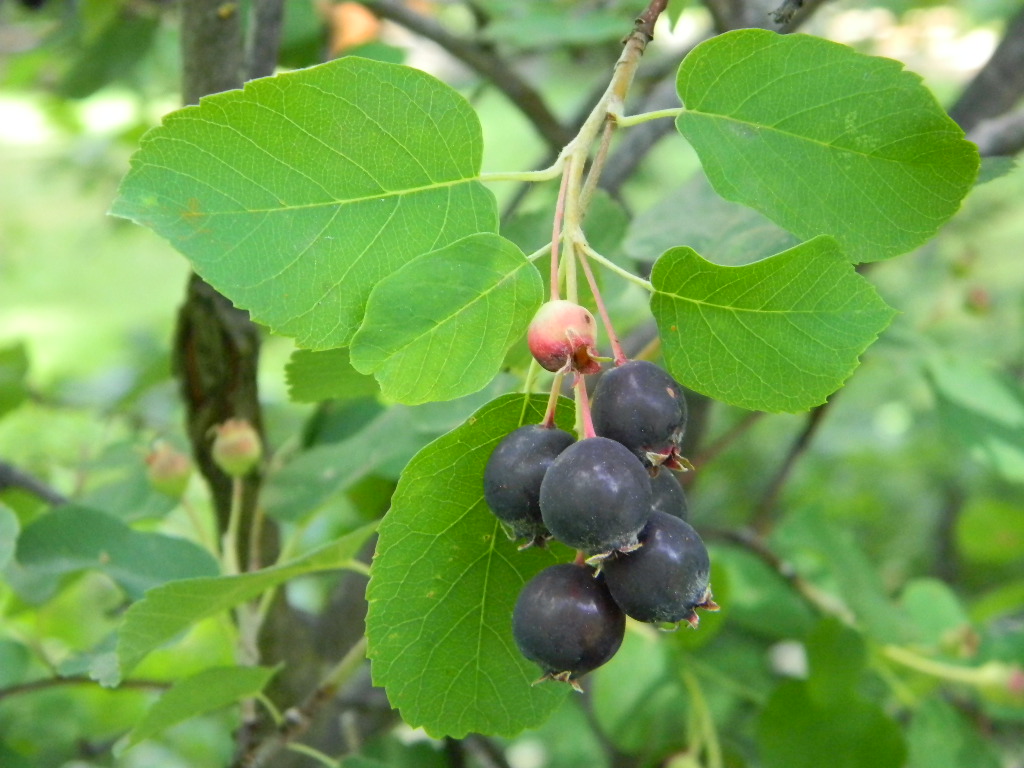Bees, Birds, Berries, and Blooms! Service Berries...