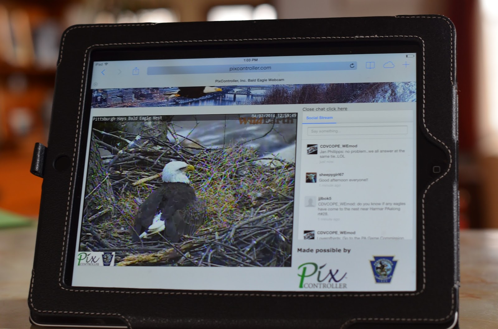 From My Hearth to Yours: Watch a Bald Eagle Hatch LIVE…Right Now!