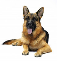German Shepherd Dog Information and Pictures German Shepherds