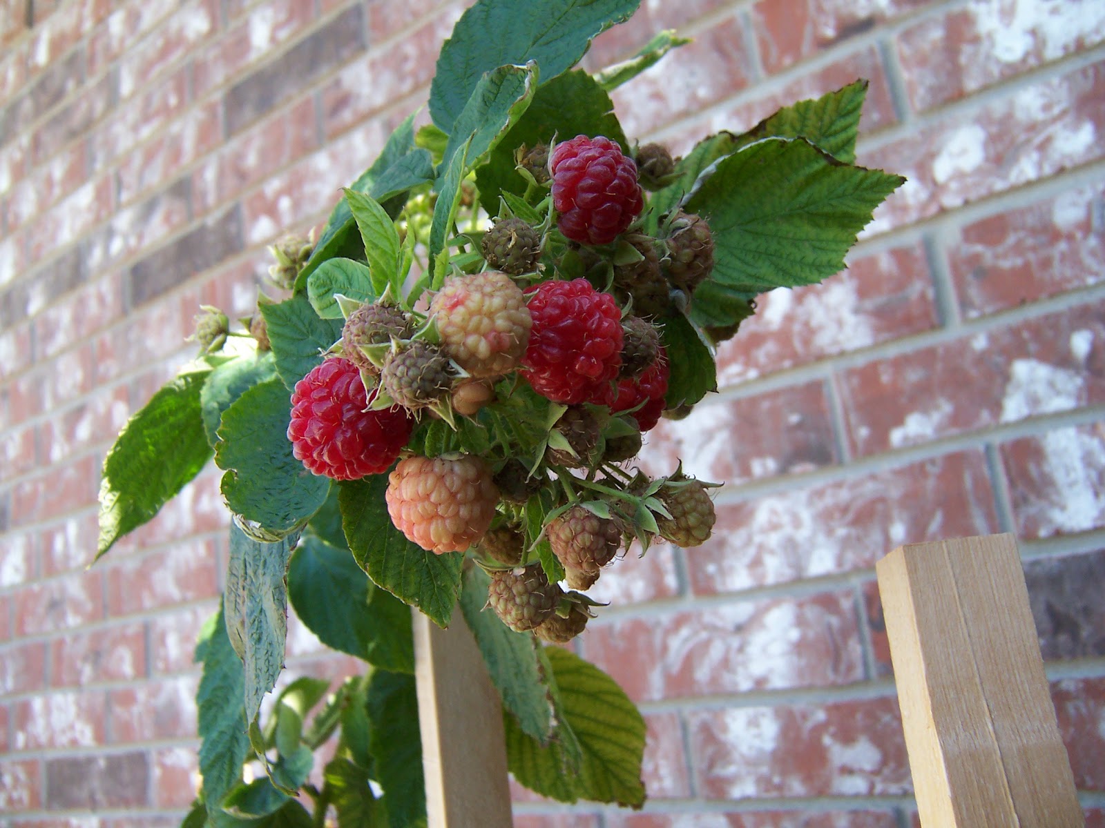 I Grow Vegetables Growing Red Raspberries in your garden