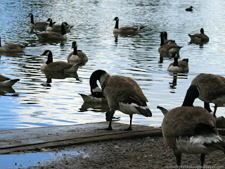Geese Wallpapers | Fun Animals Wiki, Videos, Pictures, Stories