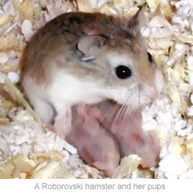 Hamster Stomach