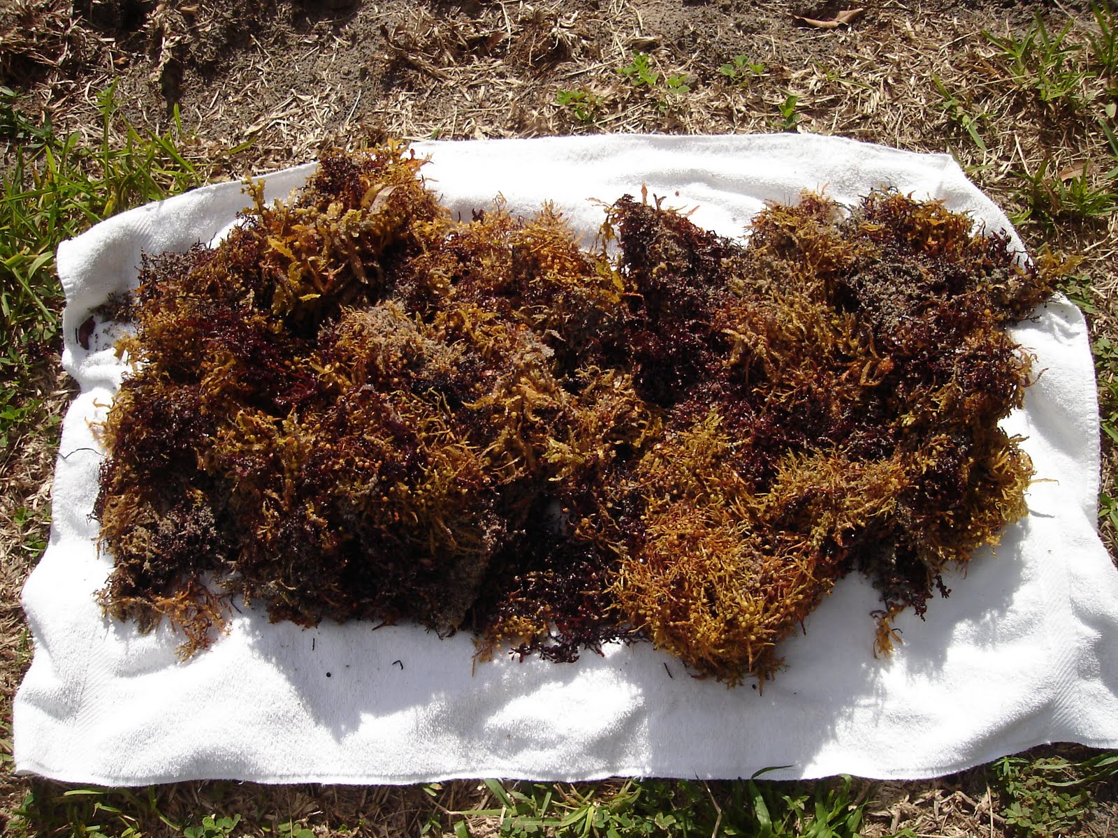 Back to the Basics! Using Seaweed in the Garden
