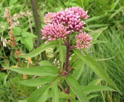 Eupatorium%2Bcannabinum.jpg