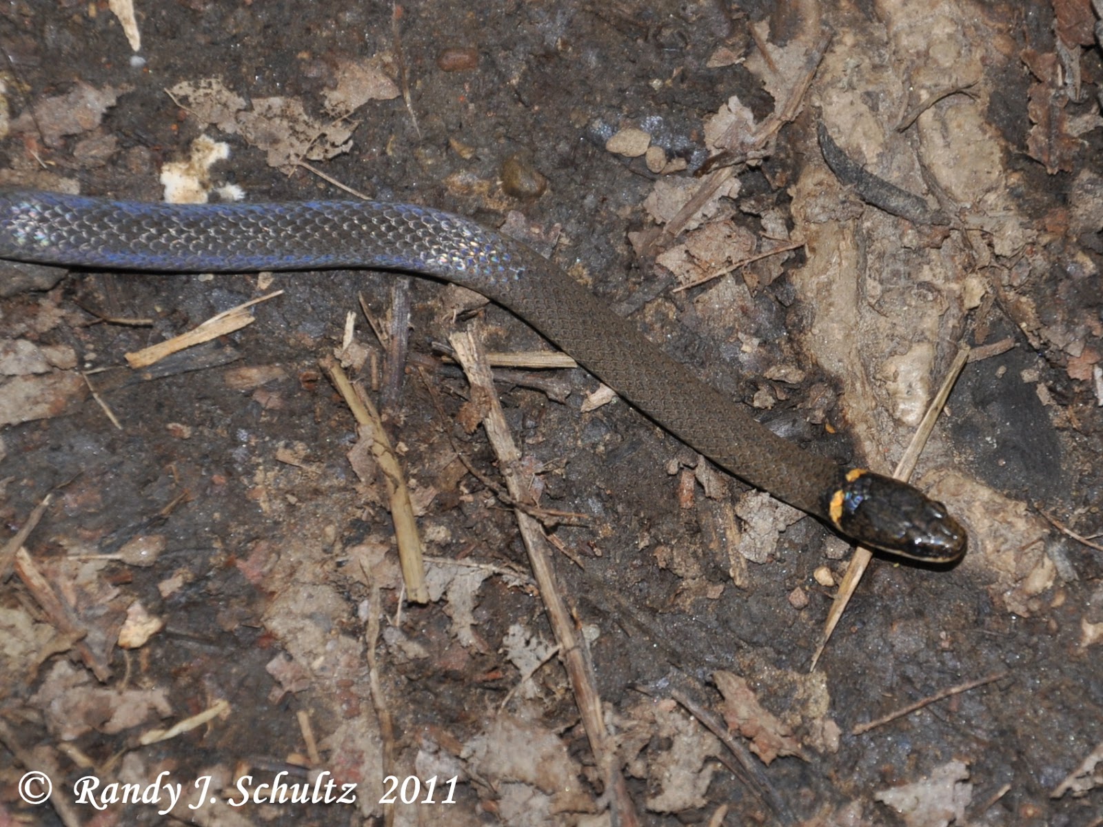 Non+Venomous+Snakes+of+Tennessee http://www.pic2fly.com/Non+Venomous+Snakes+of+Tennessee.html