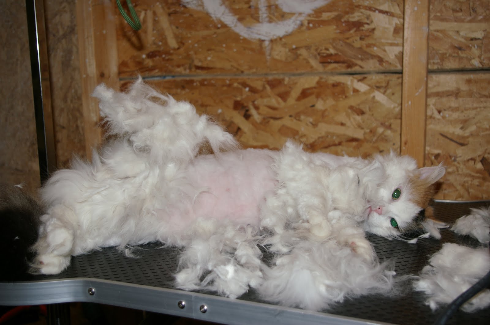 Red Lake Rosie's Rescue Carma's clinic memories Shaving the cat