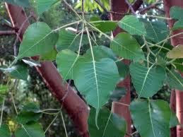 13+ Peepal Tree In Malayalam Background