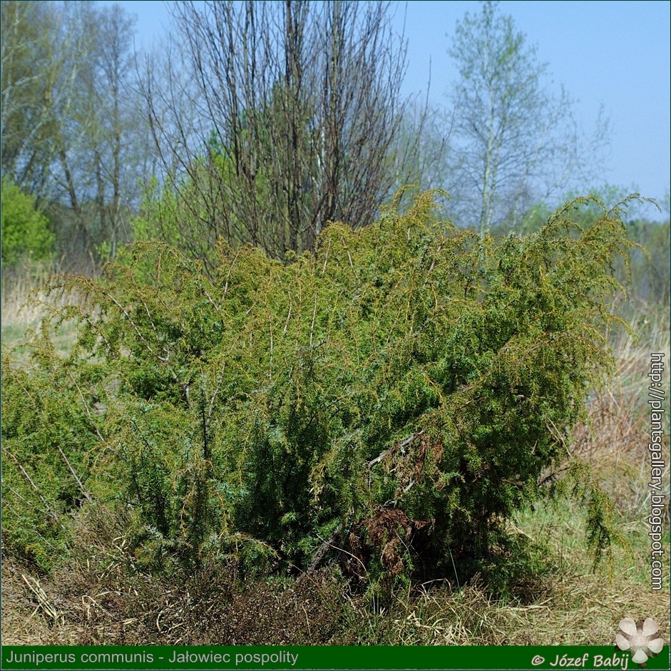 Juniperus communis habit - Jałowiec pospolity pokrój