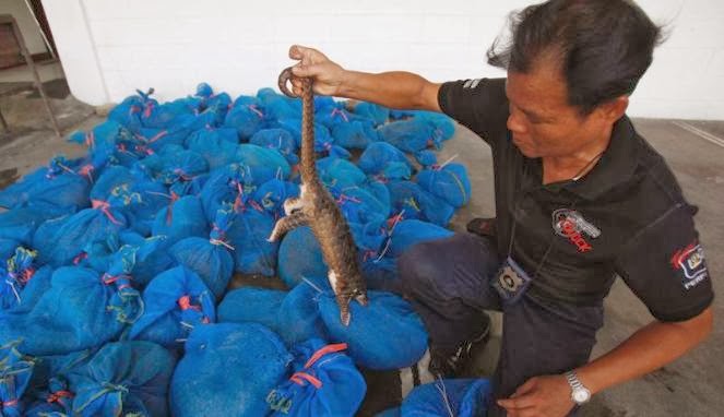 Twesains Trenggiling Si Eksotis Pembawa Bisnis