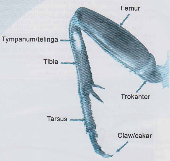 Kaki Belakang Jangkrik