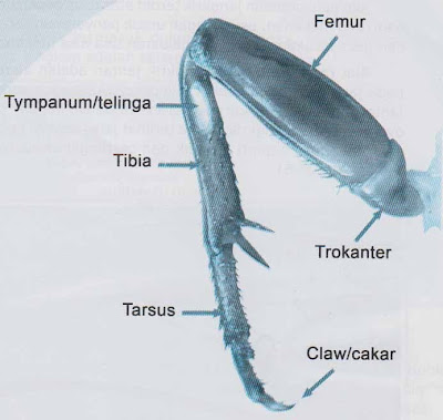 Kaki depan jangkrik