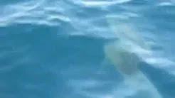 Дельфины Афалина в Ялте