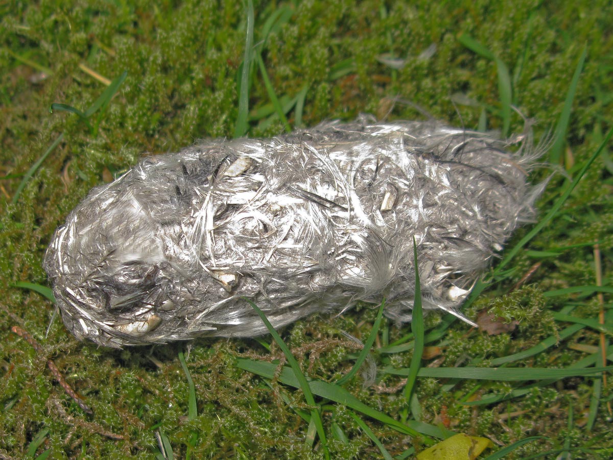 Northwest Nature Notes SNOWY OWLS ARE ORNITHOPHAGOUS!