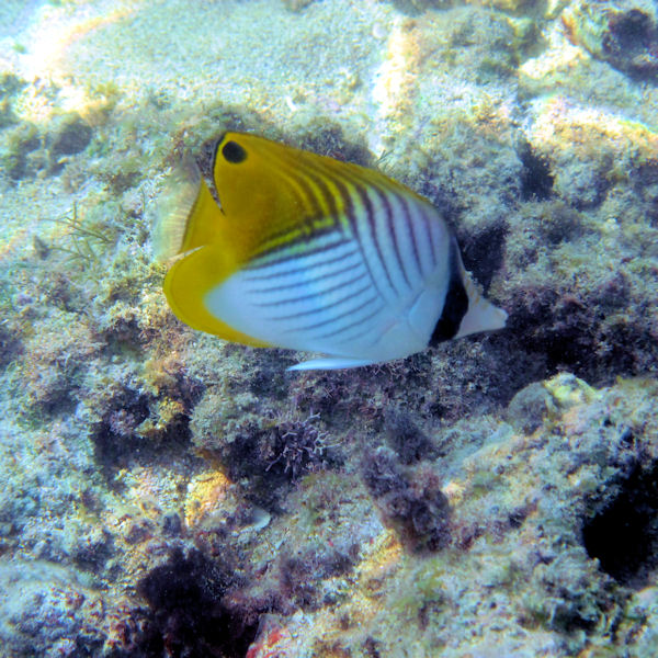 The Wayward Hawaiian Threadfin Butterflyfish