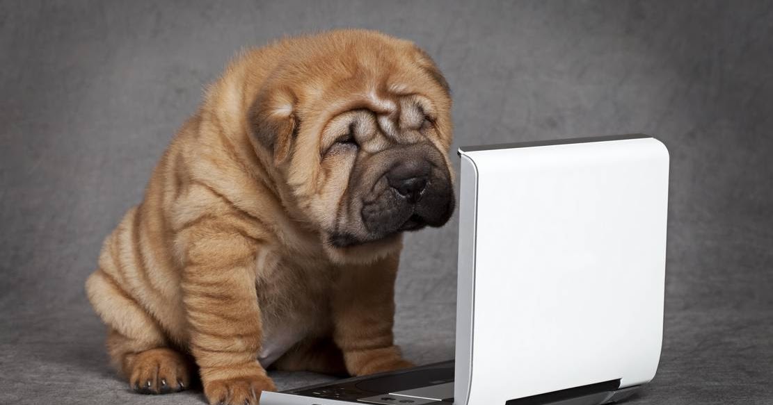 Vivid Cleaning Blog Choosing the Best Carpet Cleaning Company