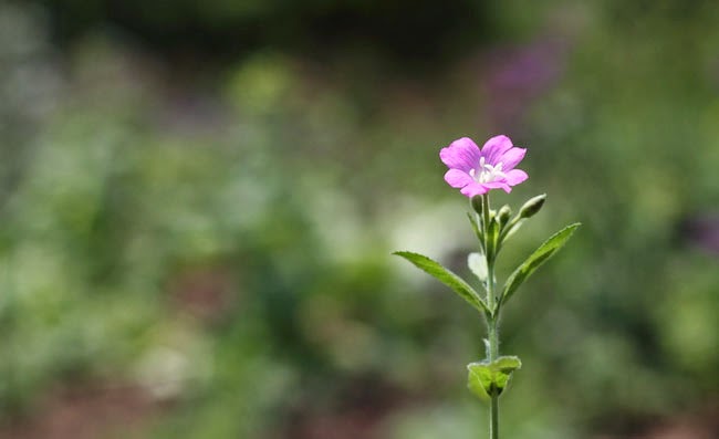 Great Willowherb Flowers Pictures Great Willowherb Flowers Pictures