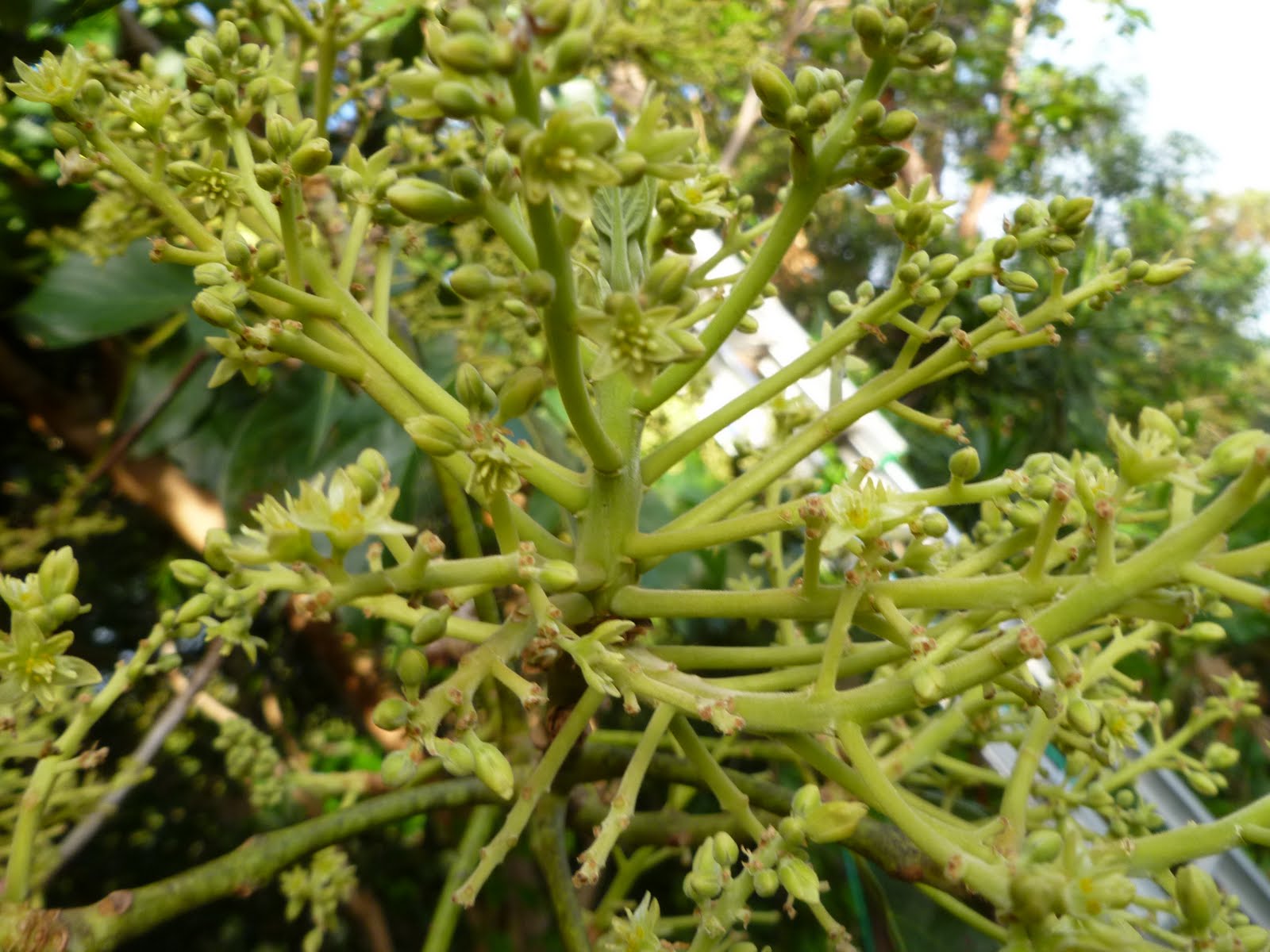Maui Jungalow Avocado Trees in Bloom