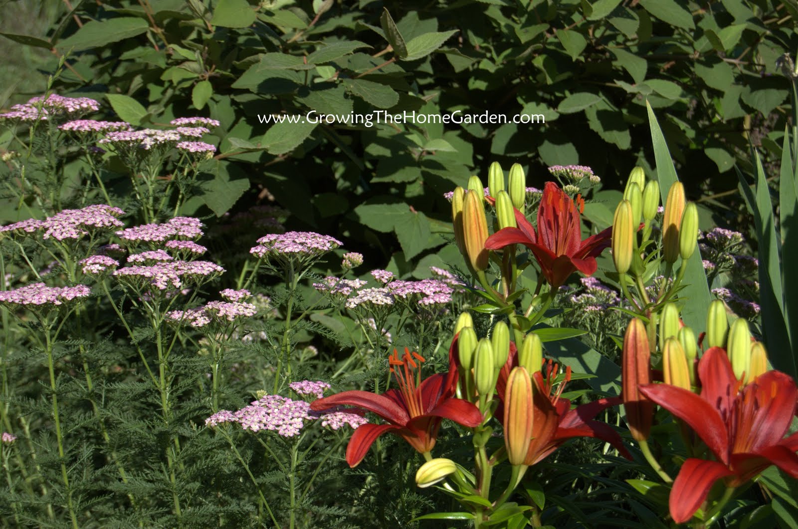Cool Combos Achillea and Asiatic Lily Growing The Home Garden