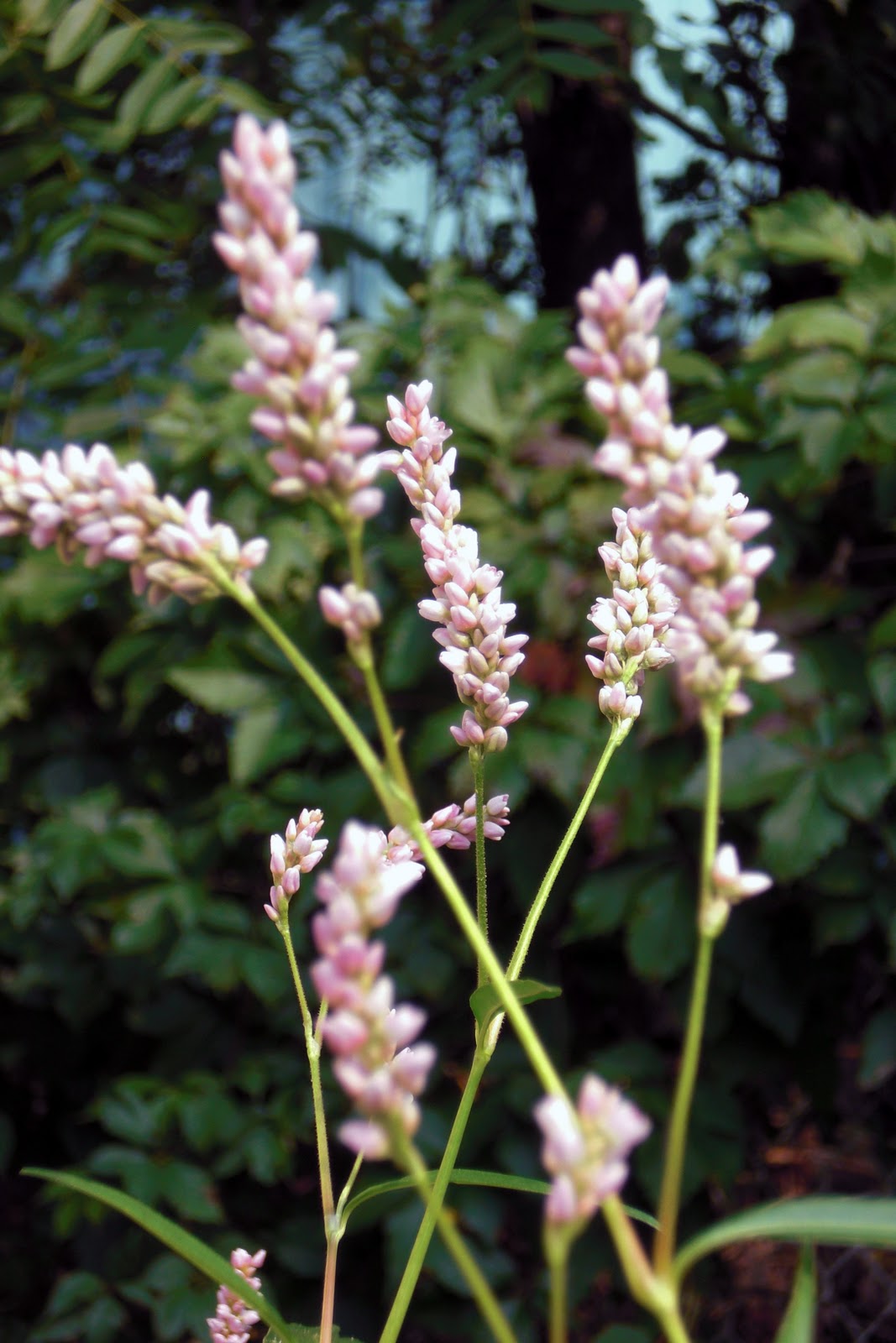 Smartweed plant information