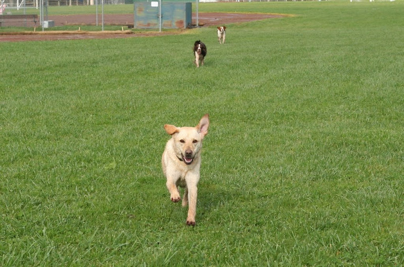 cabana running full force toward the camera with ears waving in the wind, mindy and penny are running at a distance behind her, also coming right toward the camera, they look really happy