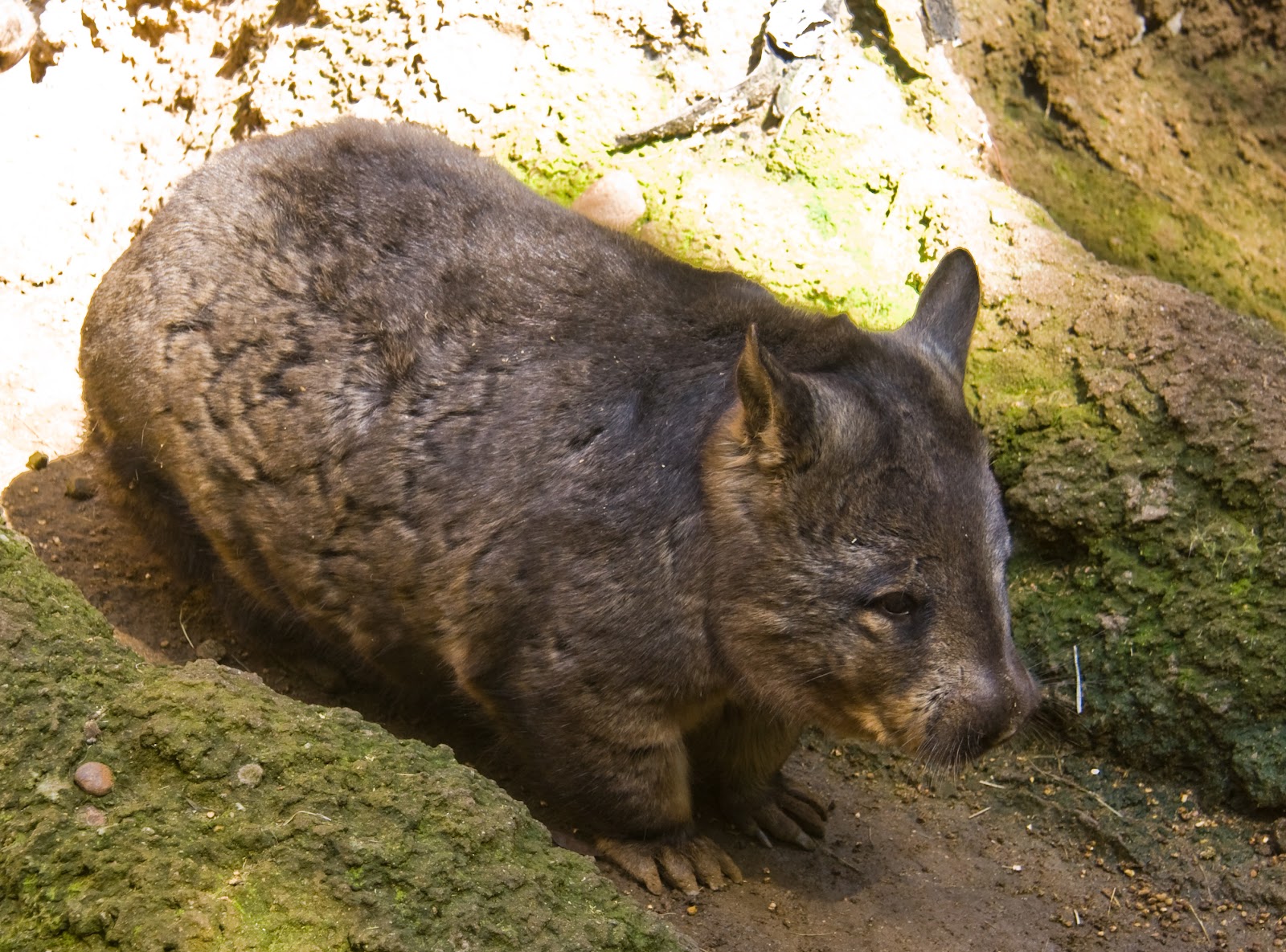 http://4.bp.blogspot.com/-uznVtv5ArRI/T-w5rYxGcrI/AAAAAAAADQQ/bo3YK1t6_ho/s1600/Wombat%2BWallpaper%2B6.jpg