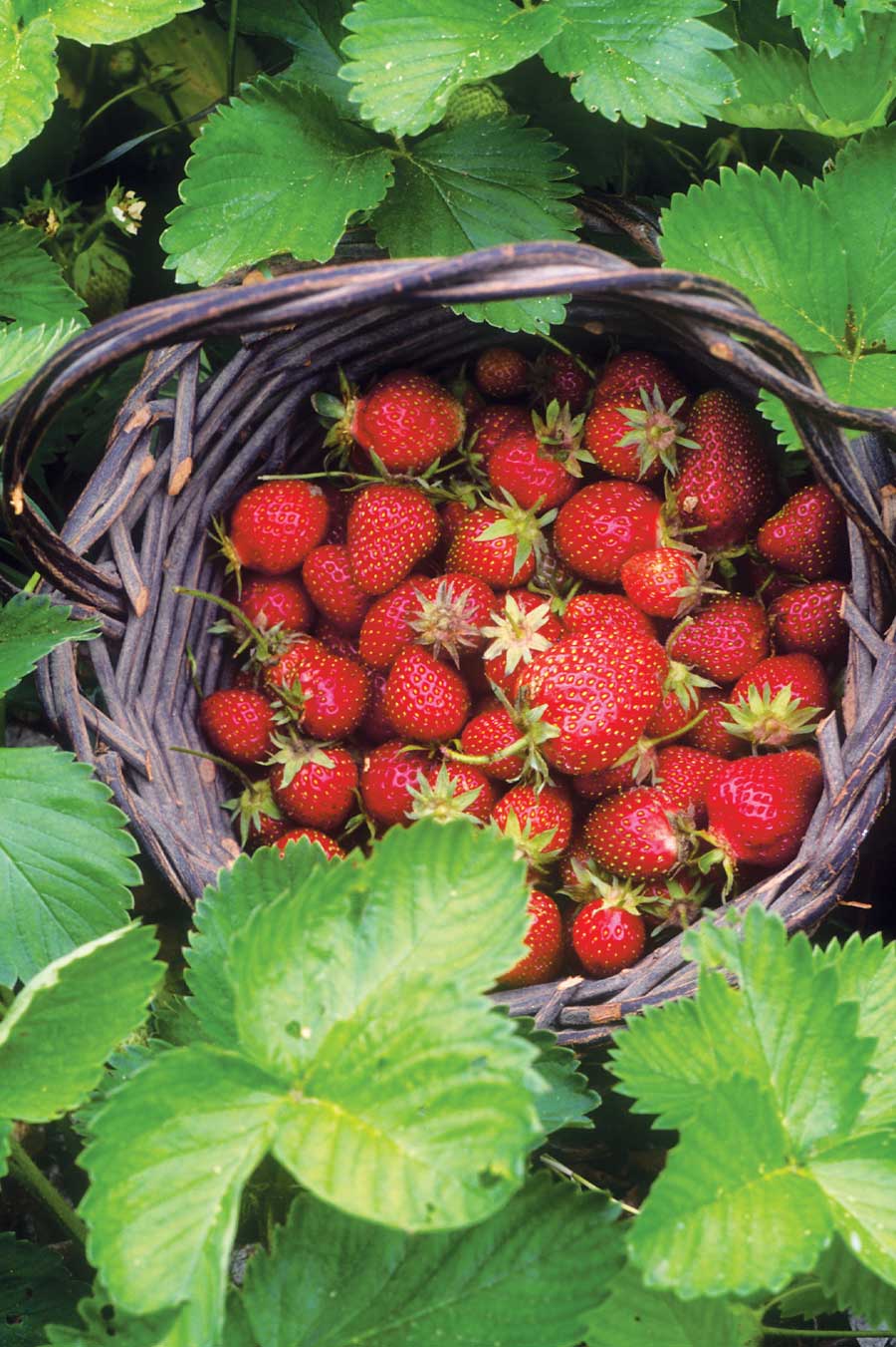 strawberry-basket.jpg