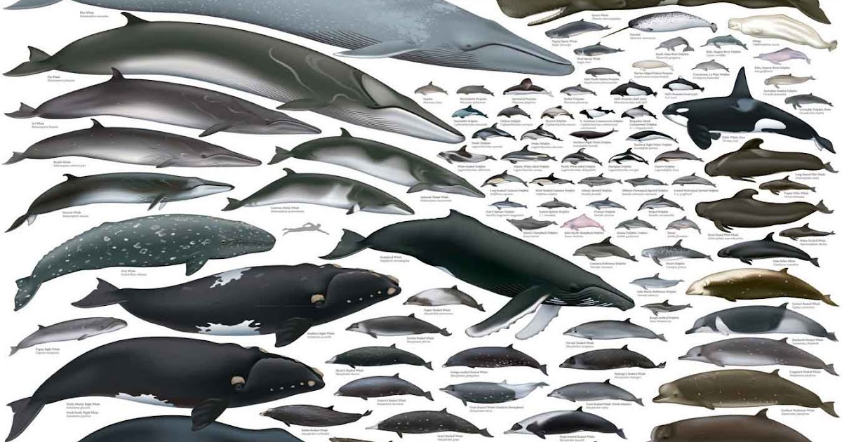 Whale Chart Species