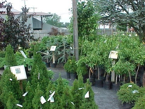 Ashcombe Farm And Greenhouses Things To Consider Before Ing A Tree Things To Consider Before Ing A Tree