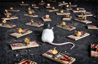 Kisah Sang Tikus Dan Jebakan Tikus Kisah Sang Tikus Dan Jebakan Tikus