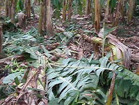 cultivos de platano destruidos