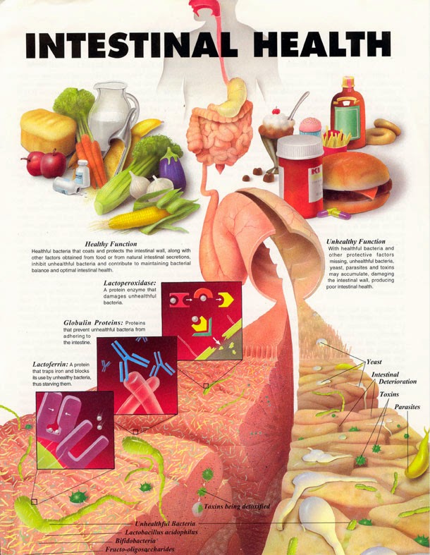 Natürlich Gesund What food is good for bacterias that keep you slim?