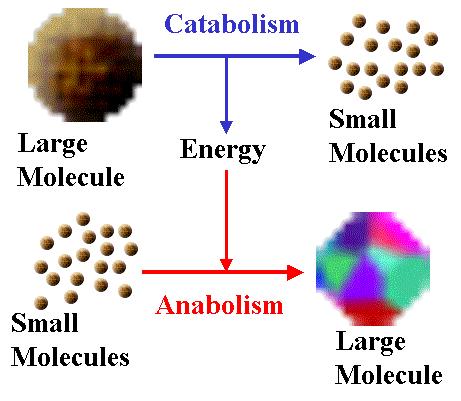 Define anabolic and catabolic metabolism