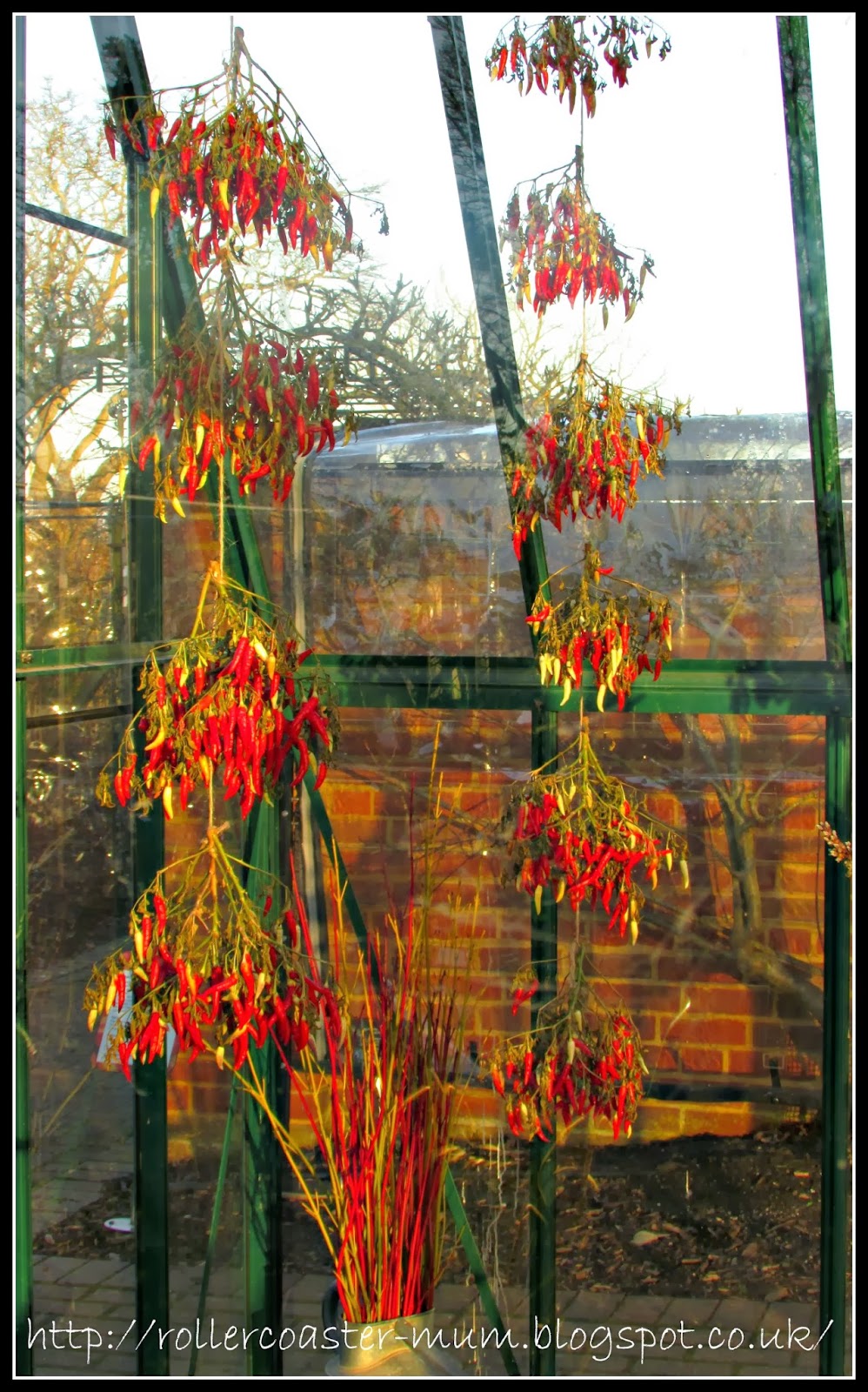 greenhouse Fruit Demo Garden RHS Wisley - drying chillies